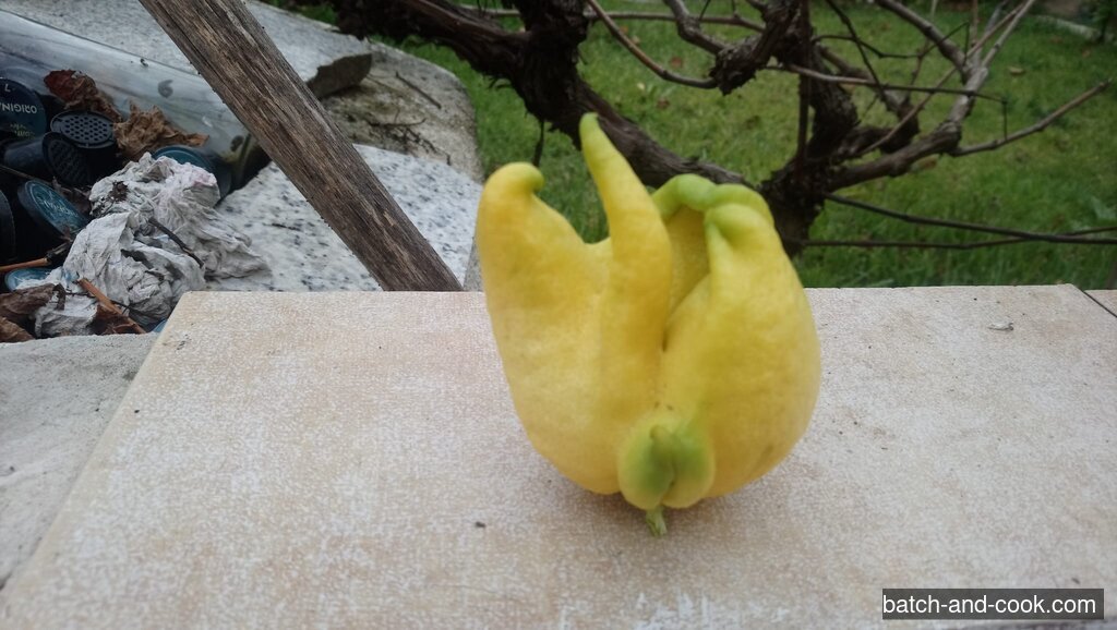 Le même citron à doigts vu de profil, posé sur le muret du jardin, la treille derrière