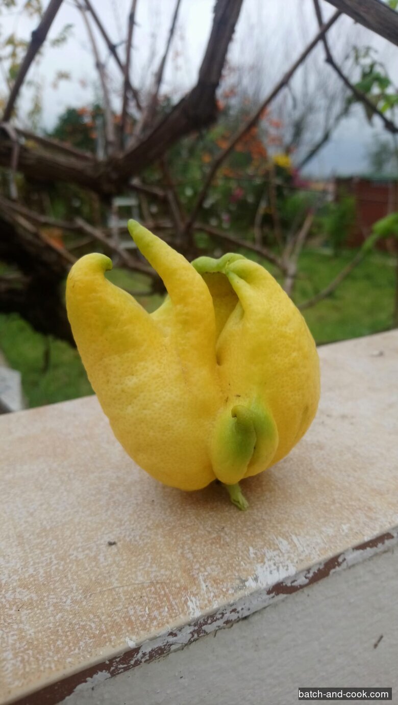 Un citron du jardin d'Assamassa qui a poussé avec plusieurs doigts dressés, comme une main ouverte